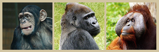 サル ゴリラ チンパンジー ランキング形式で検証 やさしいゴリラの動画付き 浜松エリアの生活 エンタメ情報はエネフィブログ