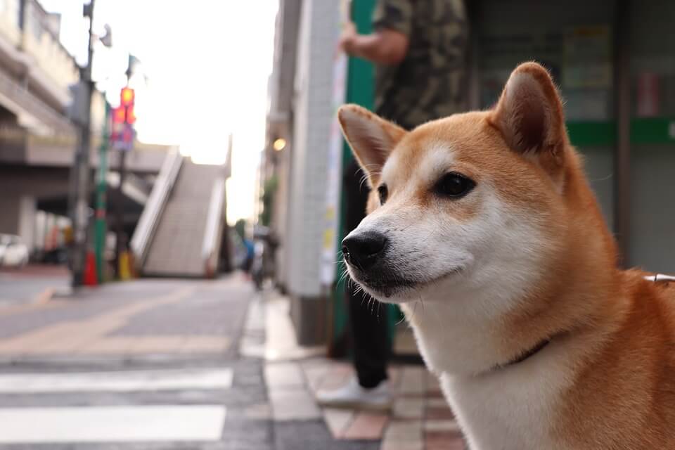 大型犬 中型犬 小型犬別 犬の年齢早見表 人間に換算すると何歳 浜松エリアの生活 エンタメ情報はエネフィブログ