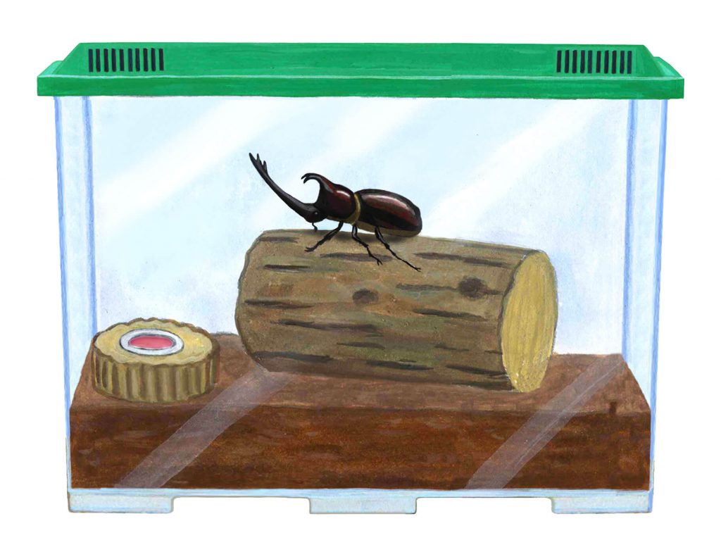 初めての昆虫飼育に必要な道具とは カブトムシ クワガタの飼育方法 浜松エリアの生活 エンタメ情報はエネフィブログ